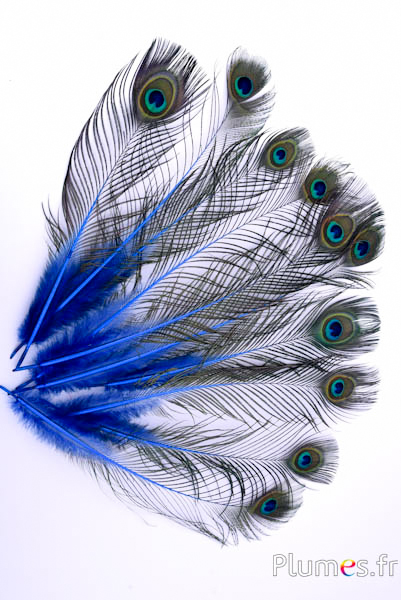Paon bleu - 28-33 cm - bleu